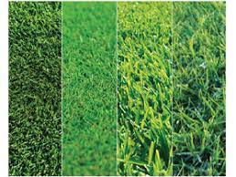Lawn Types